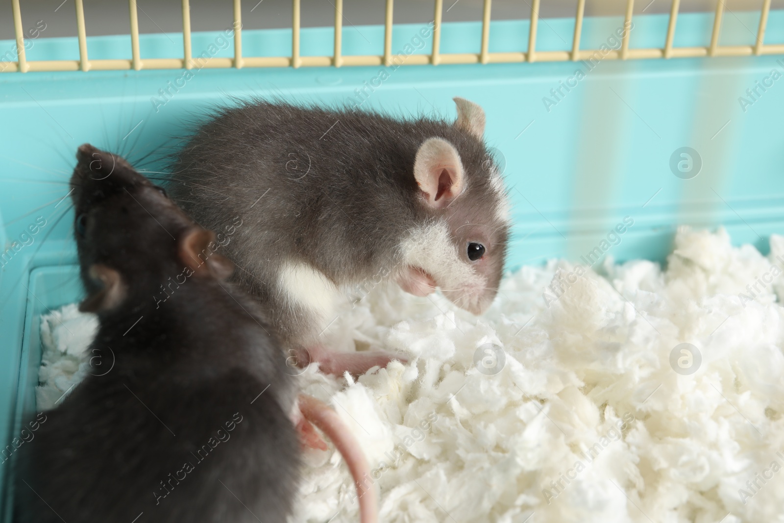 Photo of Two adorable little rats in cage. Cute pet