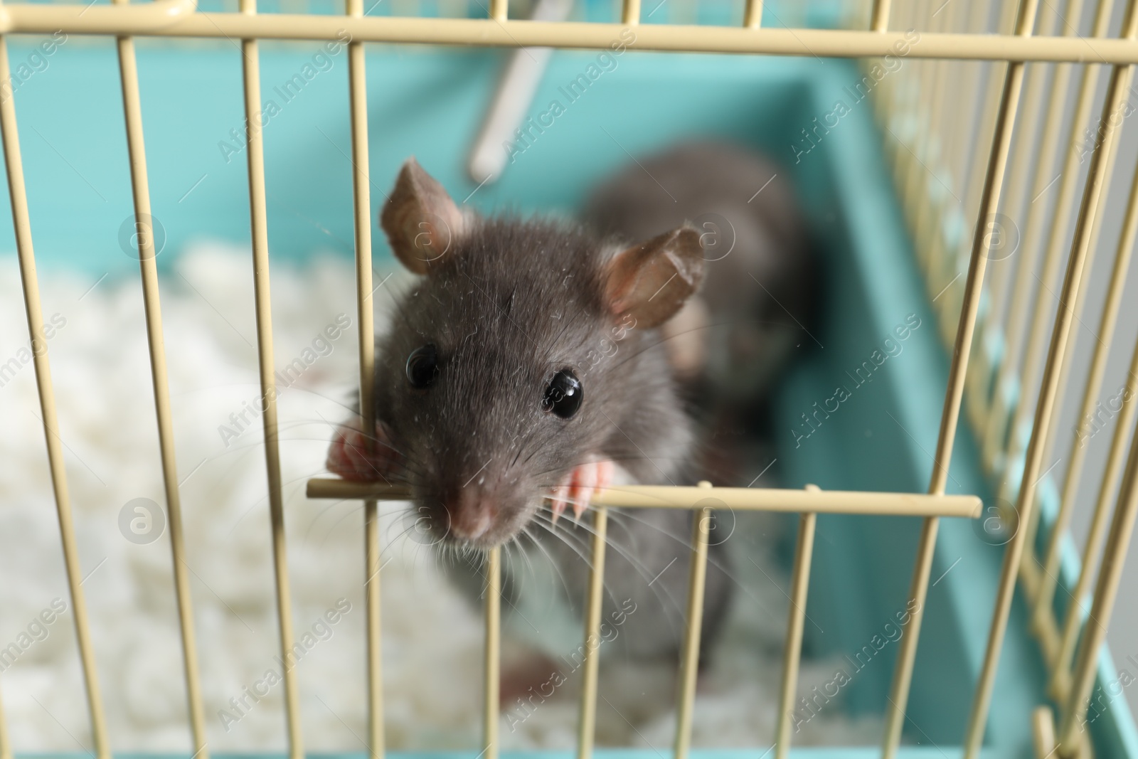 Photo of Adorable little rat peeking out of cage, closeup