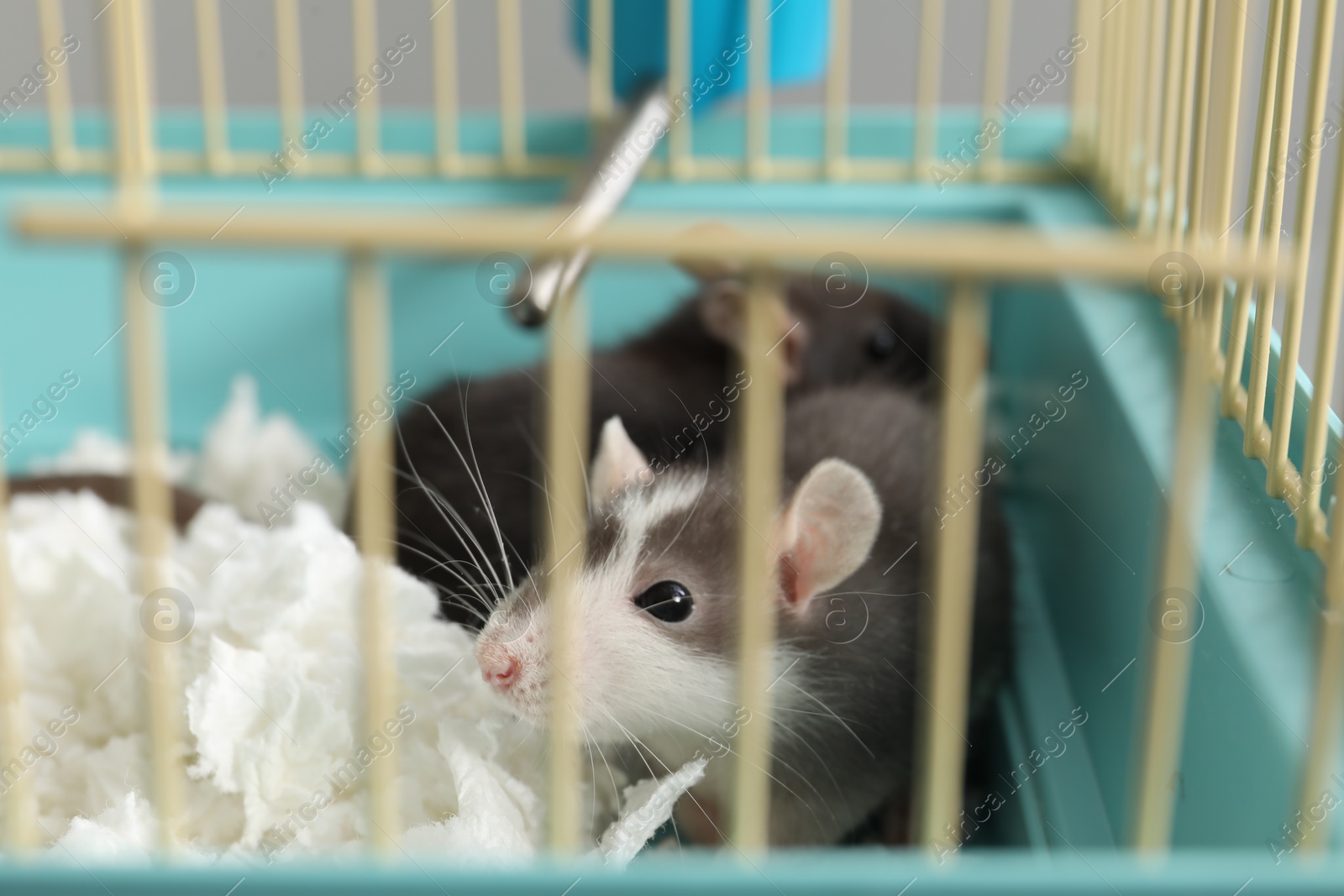 Photo of Two adorable little rats in cage, closeup