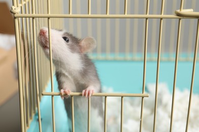 Photo of Adorable little rat peeking out of cage, closeup