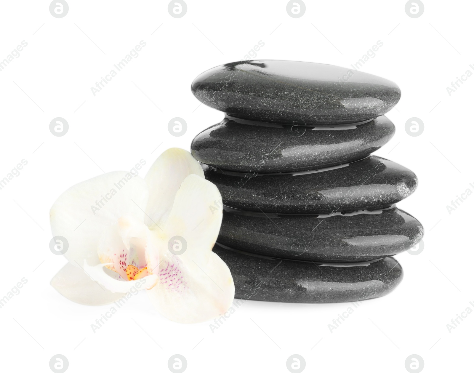 Photo of Wet spa stones with flower isolated on white