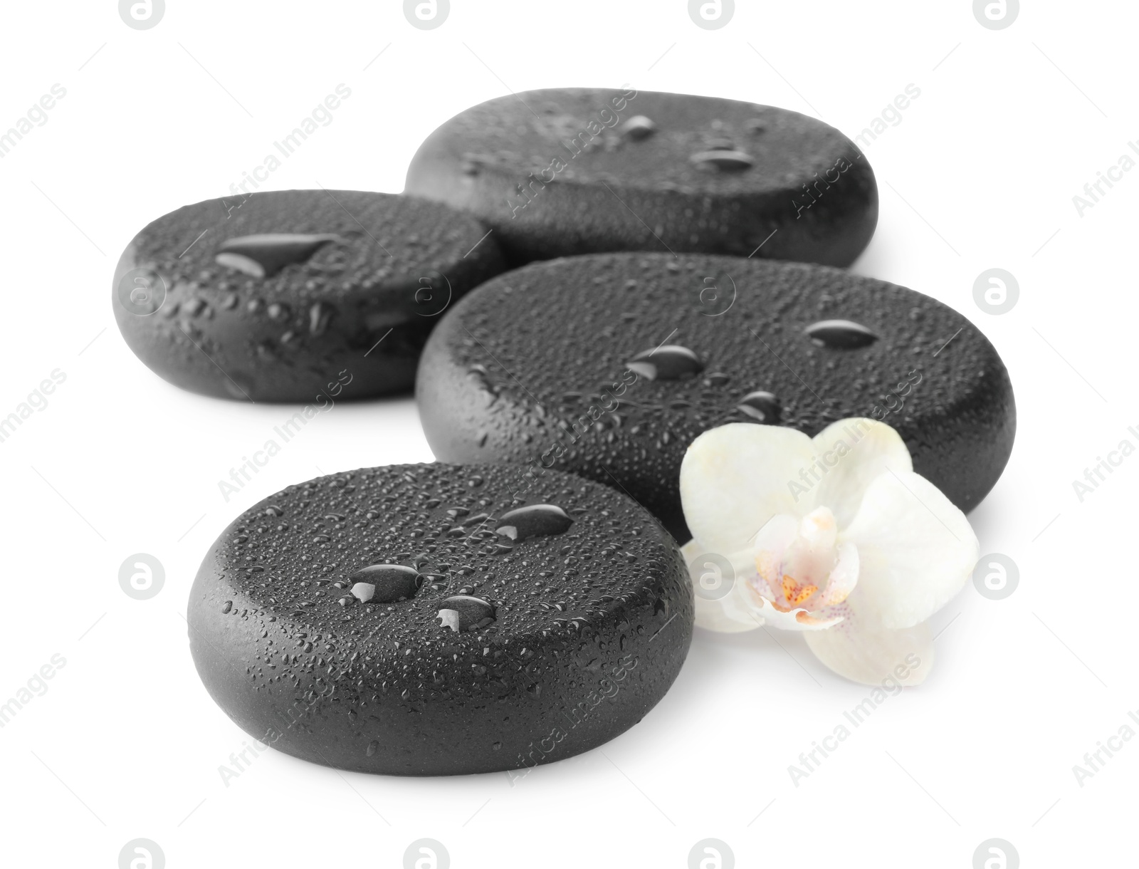 Photo of Wet spa stones and beautiful flower isolated on white