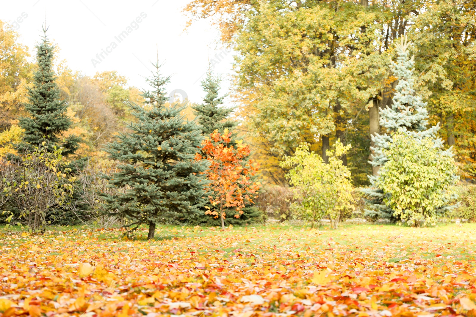 Photo of Beautiful fallen leaves and trees in park