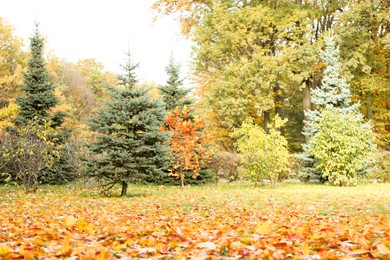 Photo of Beautiful fallen leaves and trees in park