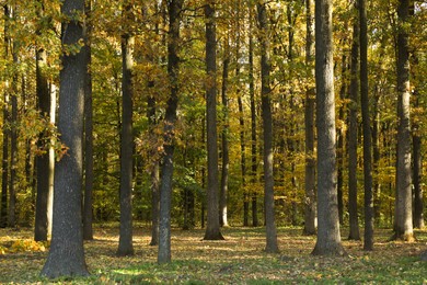 Photo of Beautiful trees and fallen leaves in autumnal park