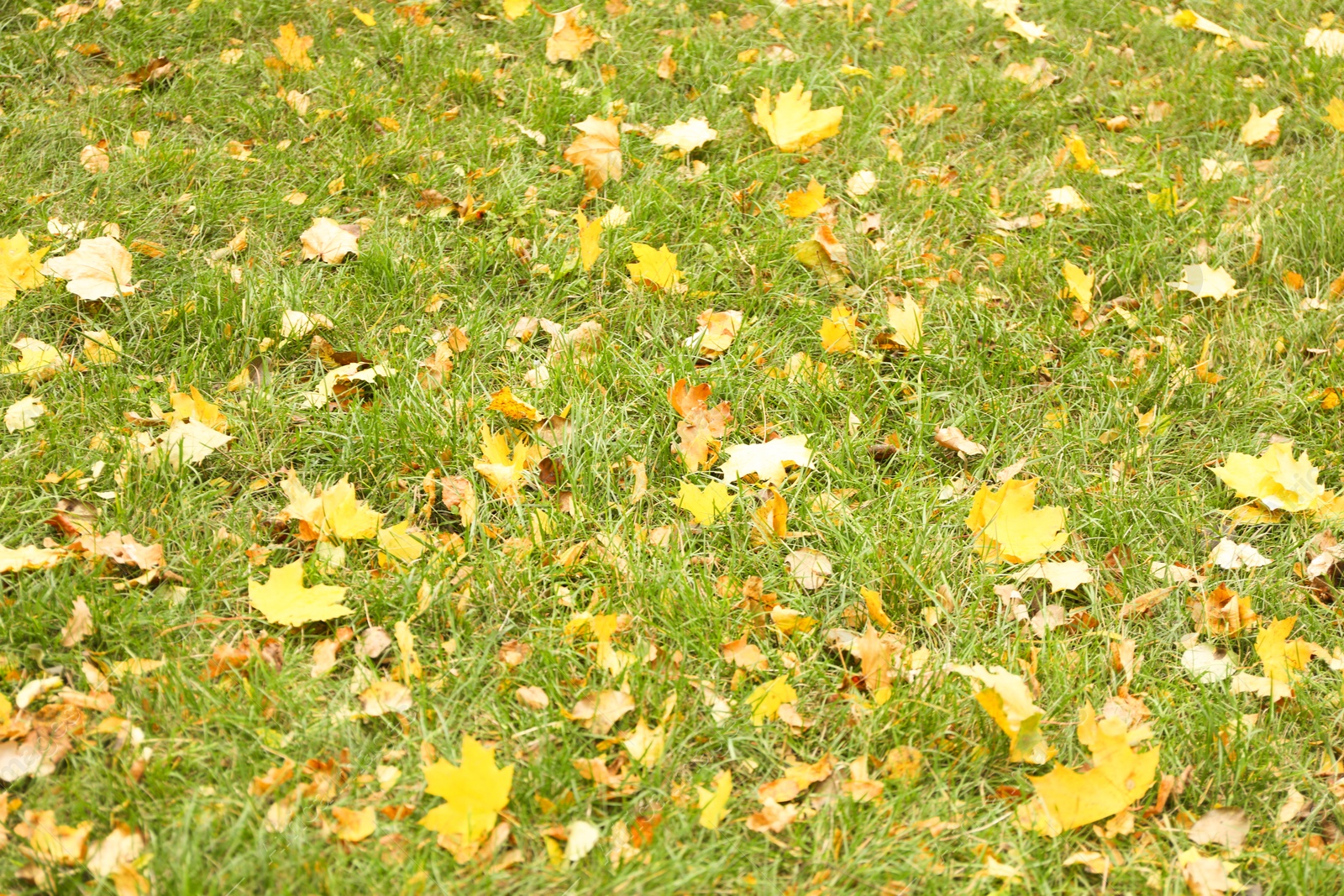 Photo of Yellow leaves on green grass. Autumn season