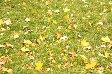 Photo of Yellow leaves on green grass. Autumn season