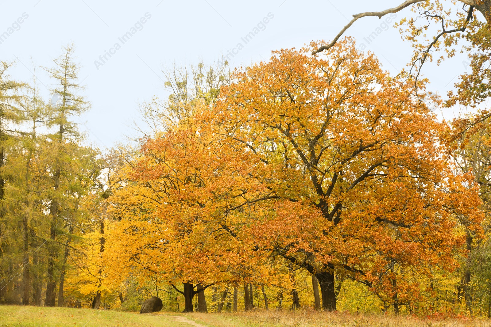 Photo of Beautiful trees in park. Picturesque autumn landscape