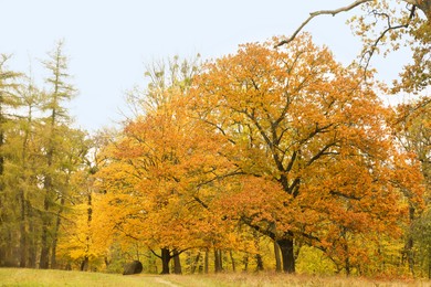 Photo of Beautiful trees in park. Picturesque autumn landscape