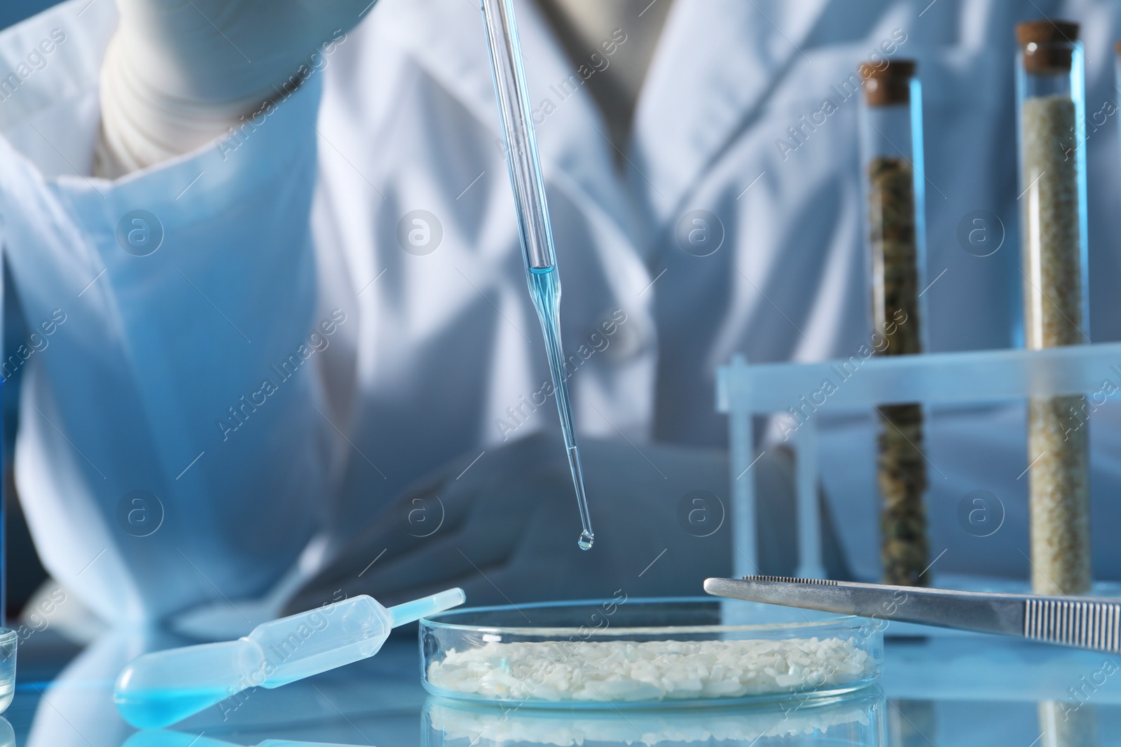 Photo of GMO concept. Scientist dripping something onto rice grains at table in laboratory, closeup