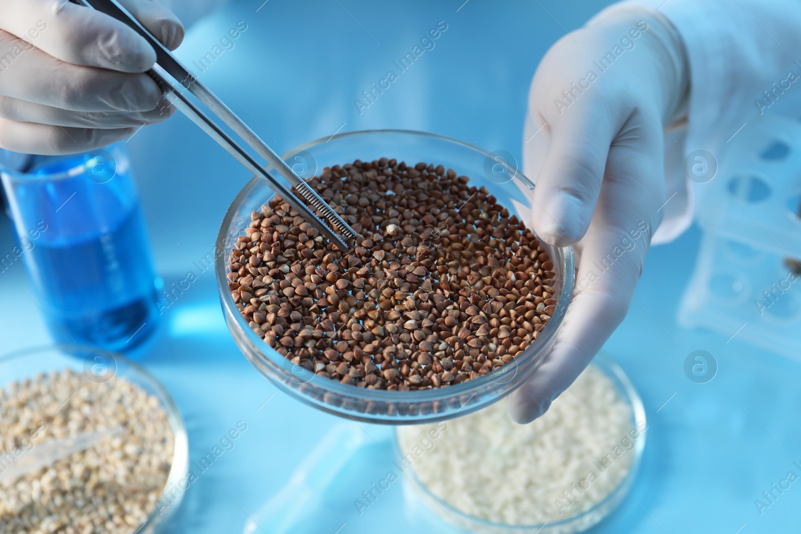 Photo of GMO concept. Scientist holding petri dish with buckwheat and tweezers in laboratory, closeup