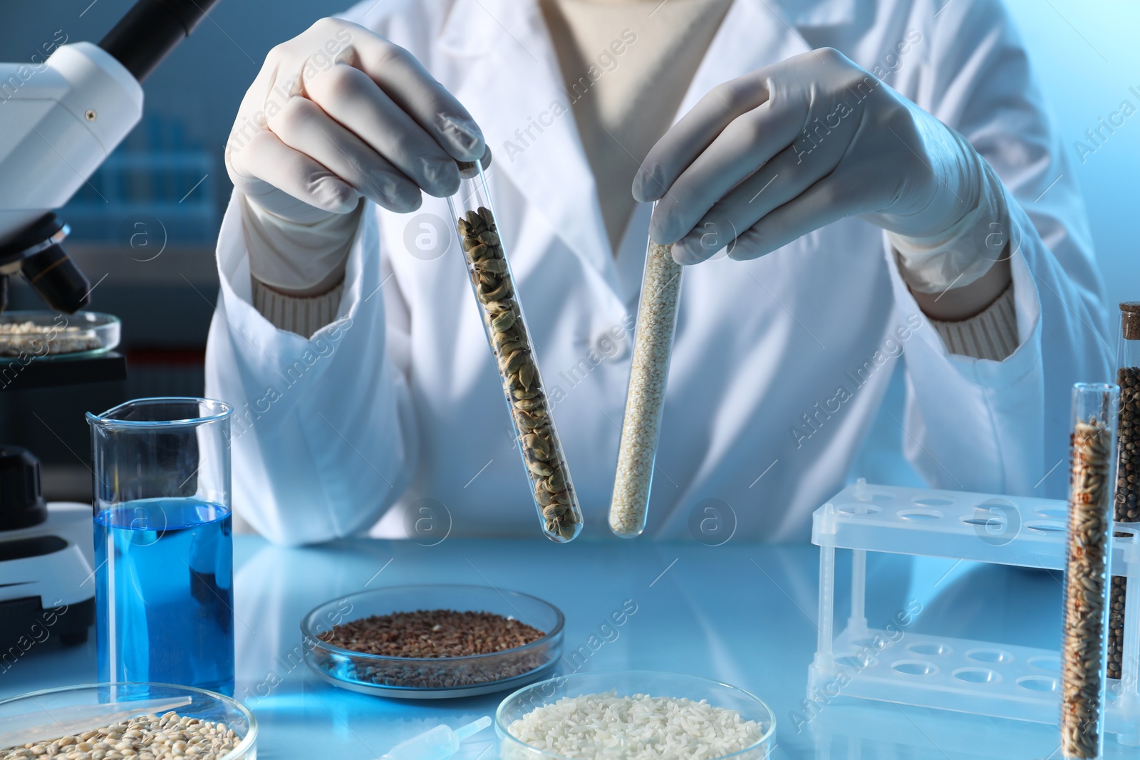 Photo of GMO concept. Scientist holding test tubes with cereal grains at table in laboratory, closeup