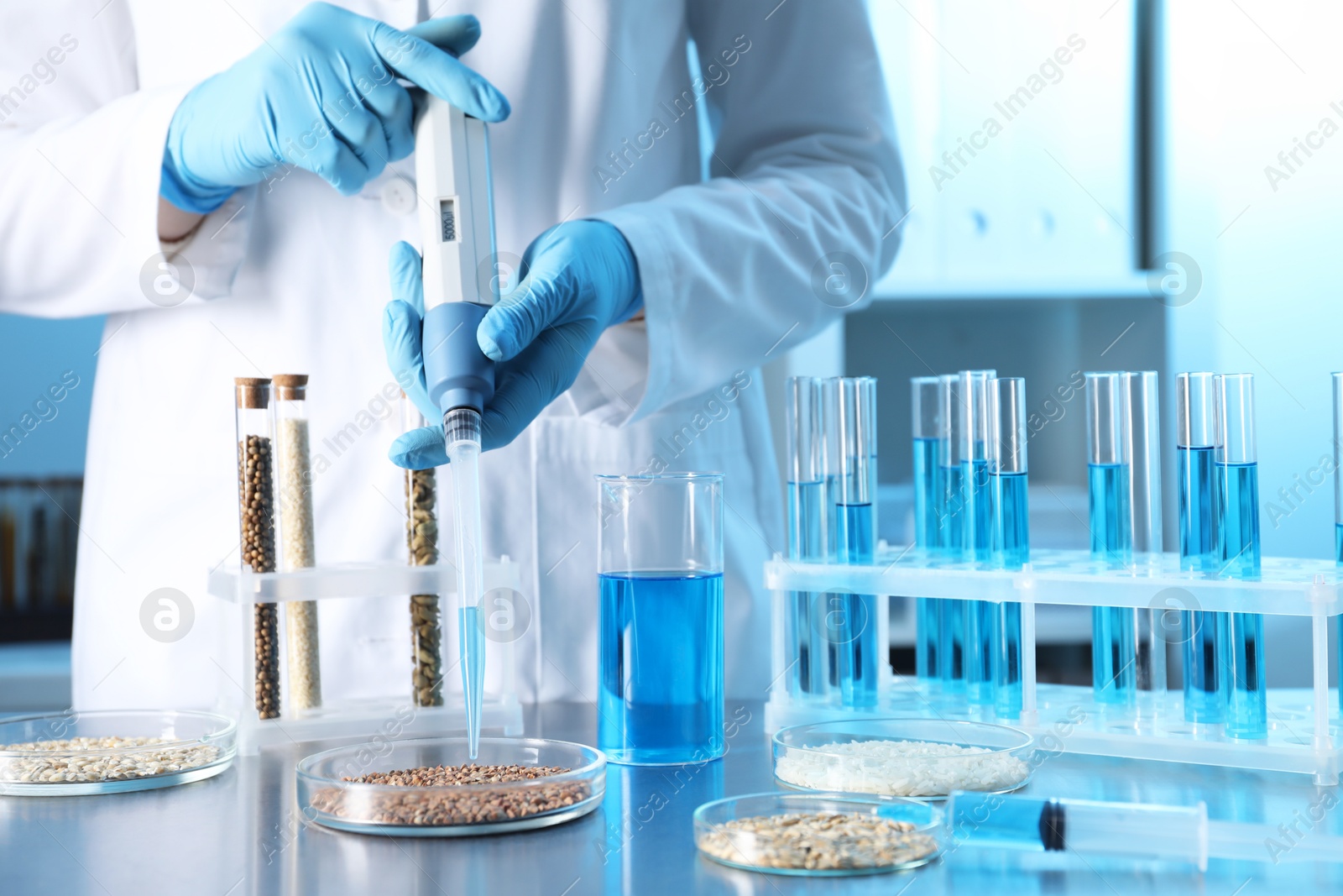 Photo of GMO concept. Scientist dripping something onto buckwheat grains at table in laboratory, closeup