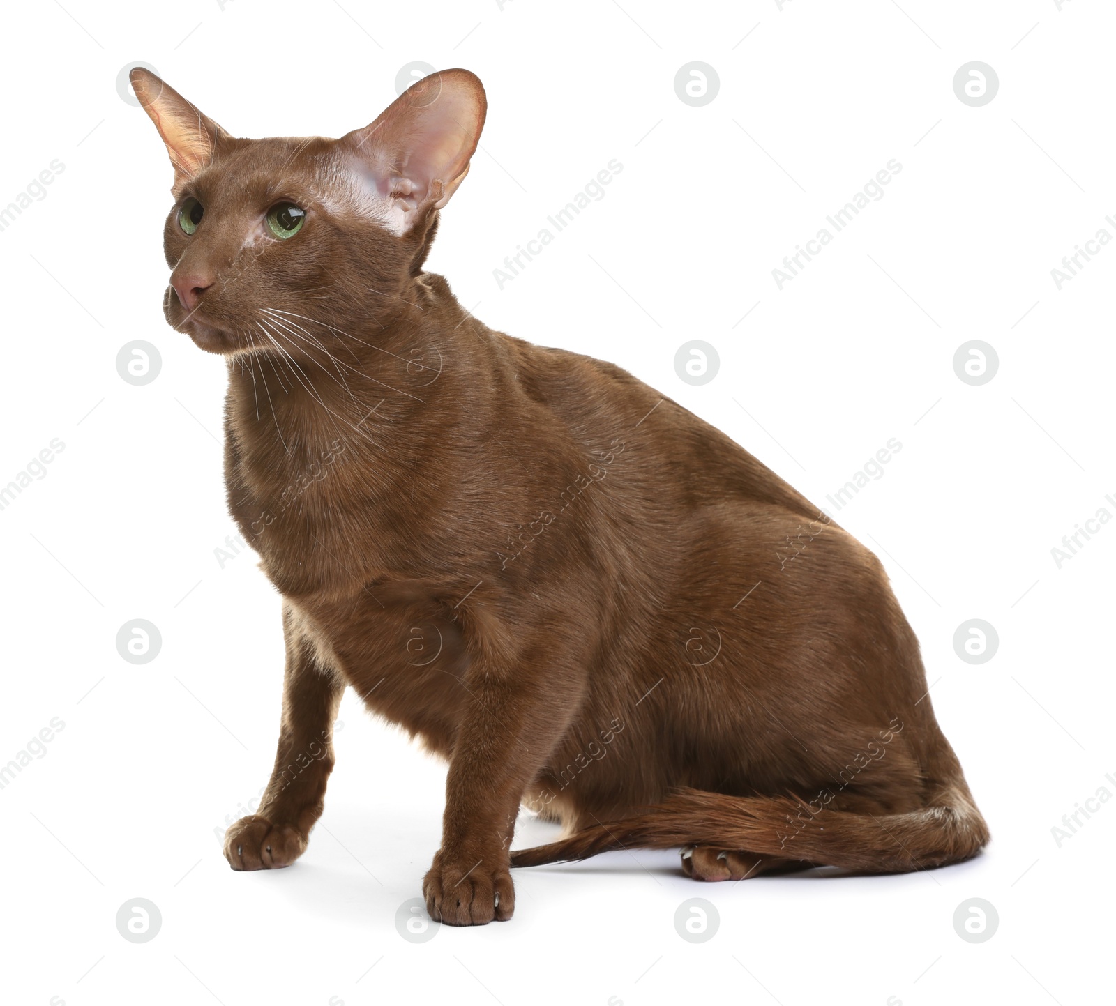 Photo of Cute Oriental Shorthair cat on white background. Adorable pet