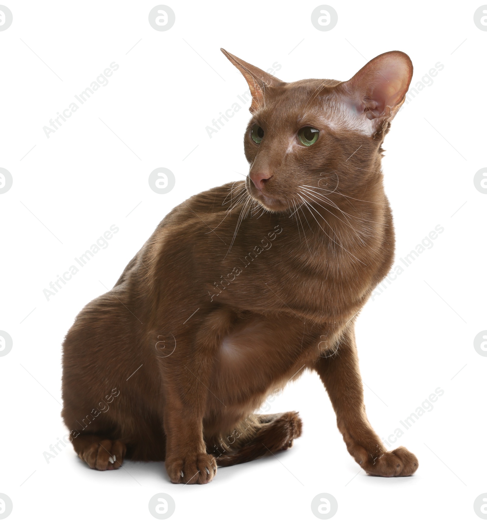 Photo of Cute Oriental Shorthair cat on white background. Adorable pet