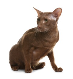 Photo of Cute Oriental Shorthair cat on white background. Adorable pet