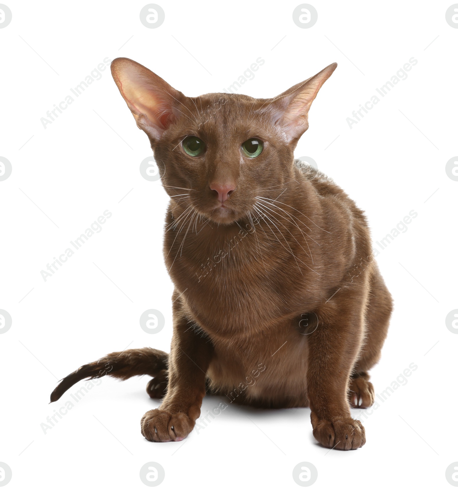 Photo of Cute Oriental Shorthair cat on white background. Adorable pet