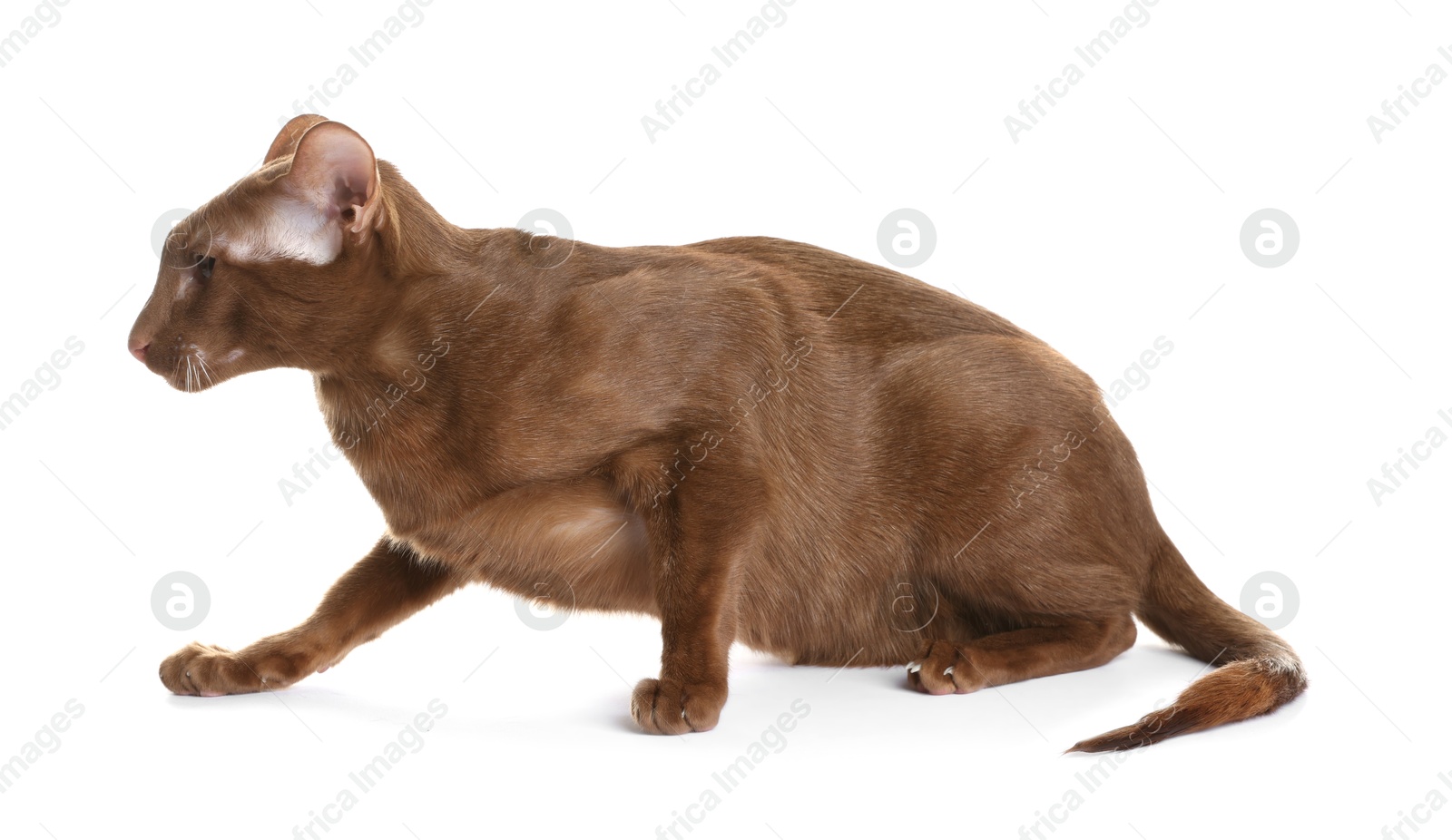 Photo of Cute Oriental Shorthair cat on white background. Adorable pet