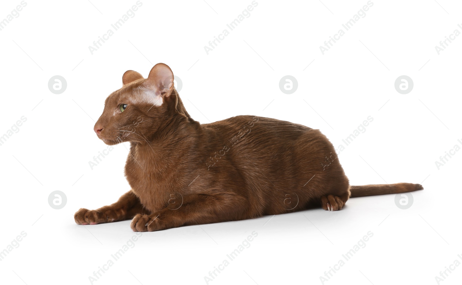 Photo of Cute Oriental Shorthair cat on white background. Adorable pet