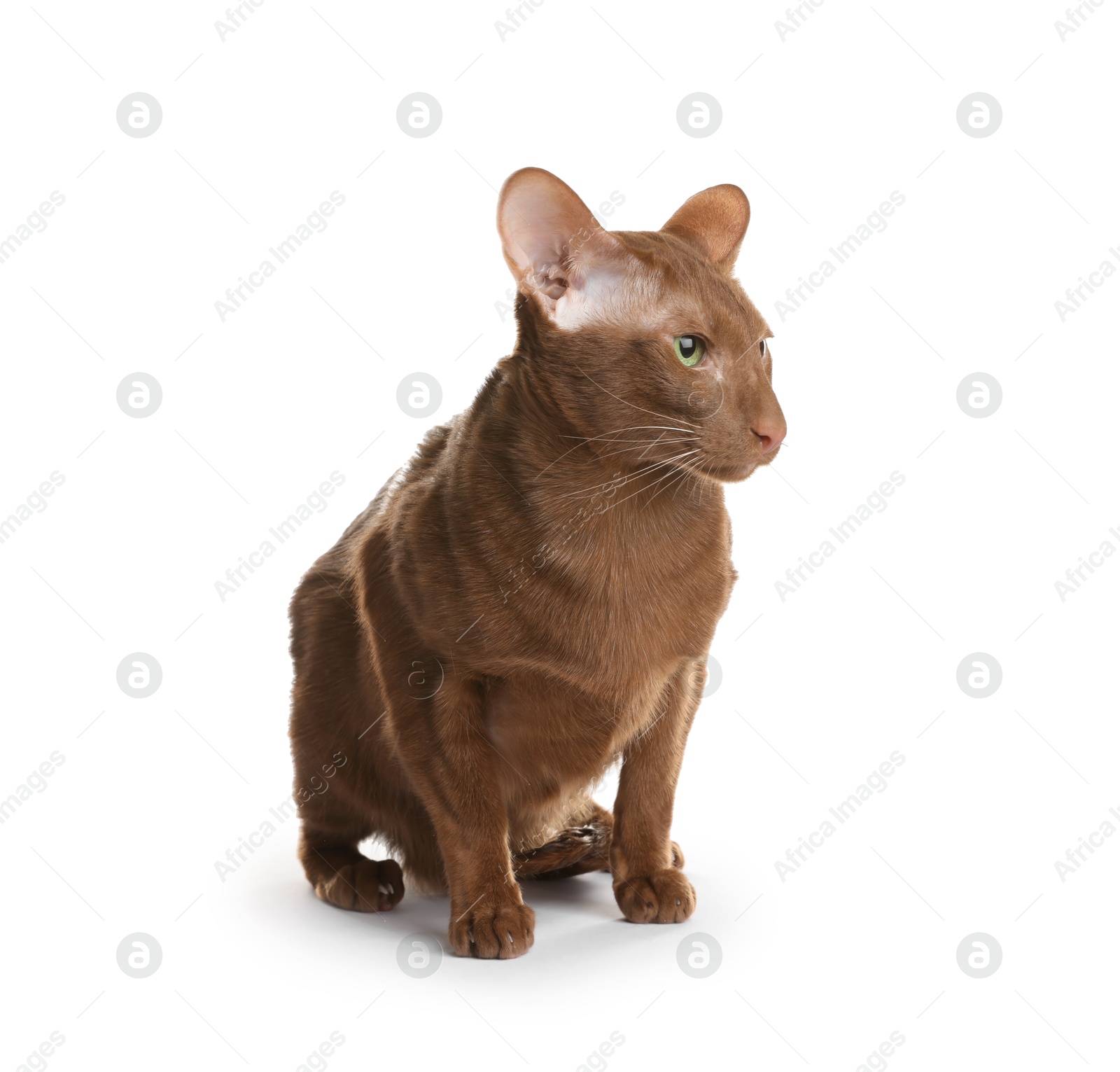 Photo of Cute Oriental Shorthair cat on white background. Adorable pet