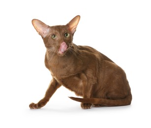 Photo of Cute Oriental Shorthair cat on white background. Adorable pet