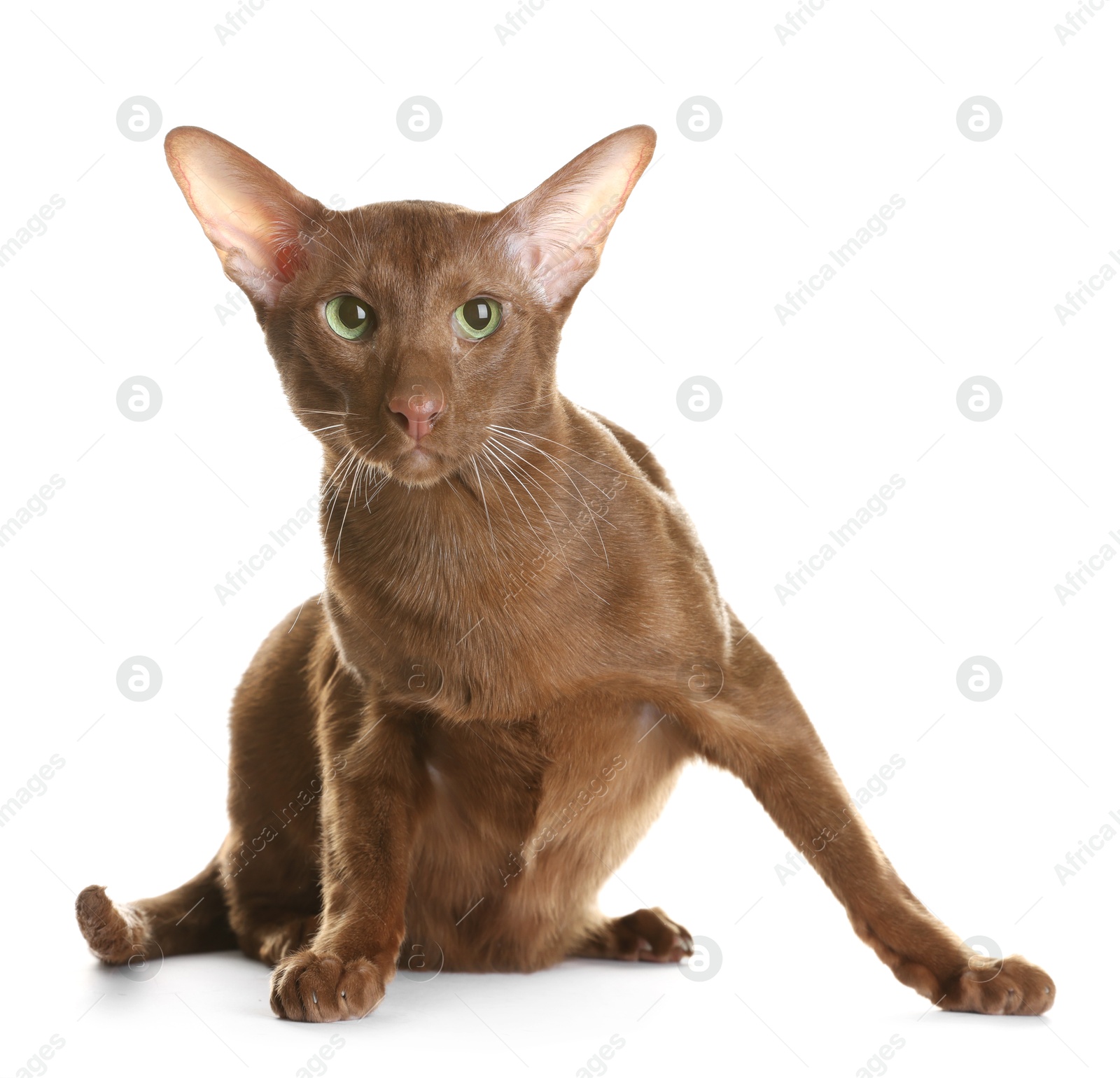 Photo of Cute Oriental Shorthair cat on white background. Adorable pet