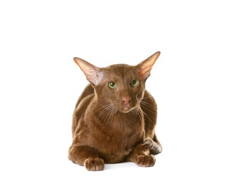 Photo of Cute Oriental Shorthair cat on white background. Adorable pet