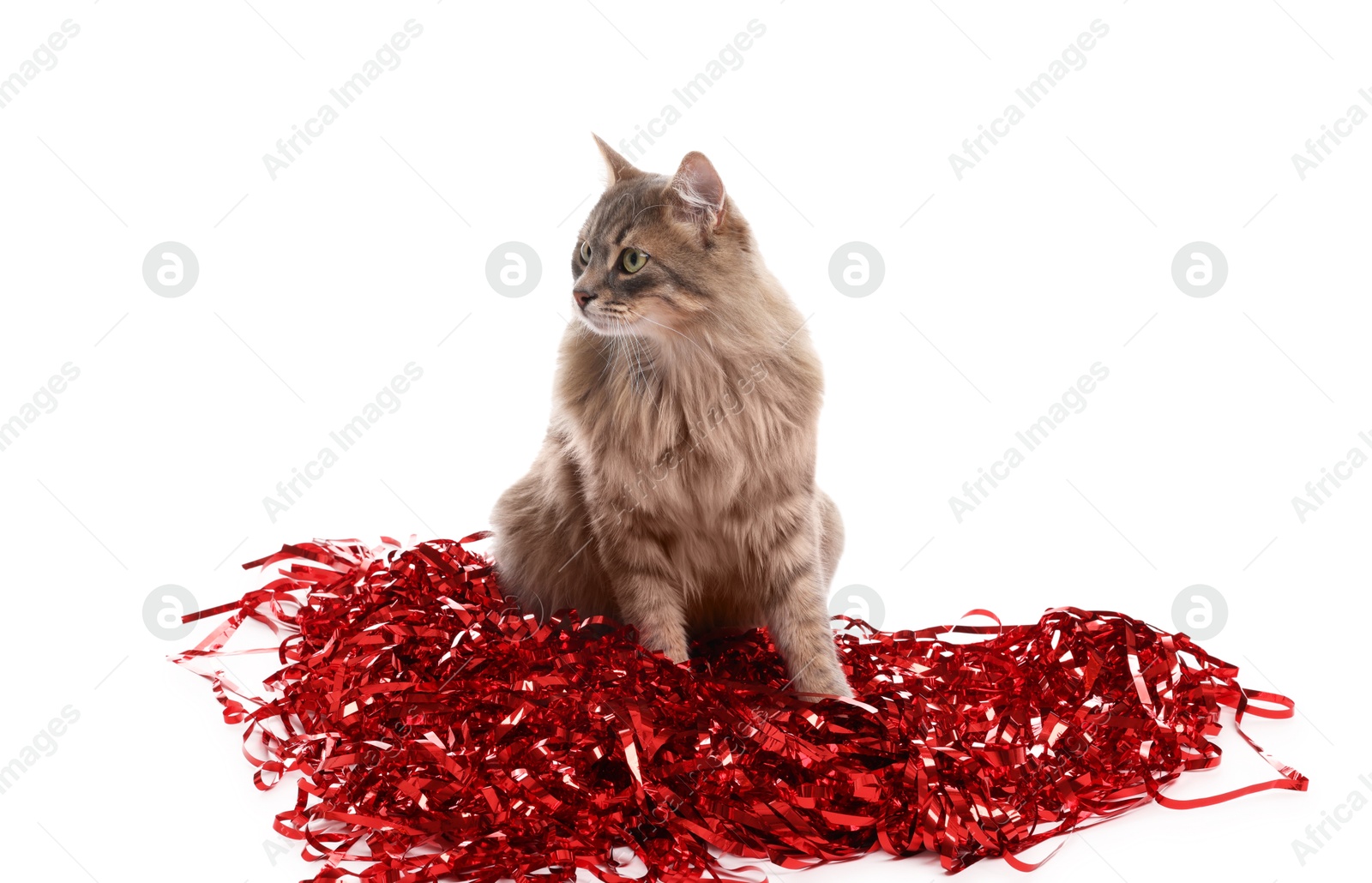 Photo of Cute cat with red Christmas tinsel isolated on white