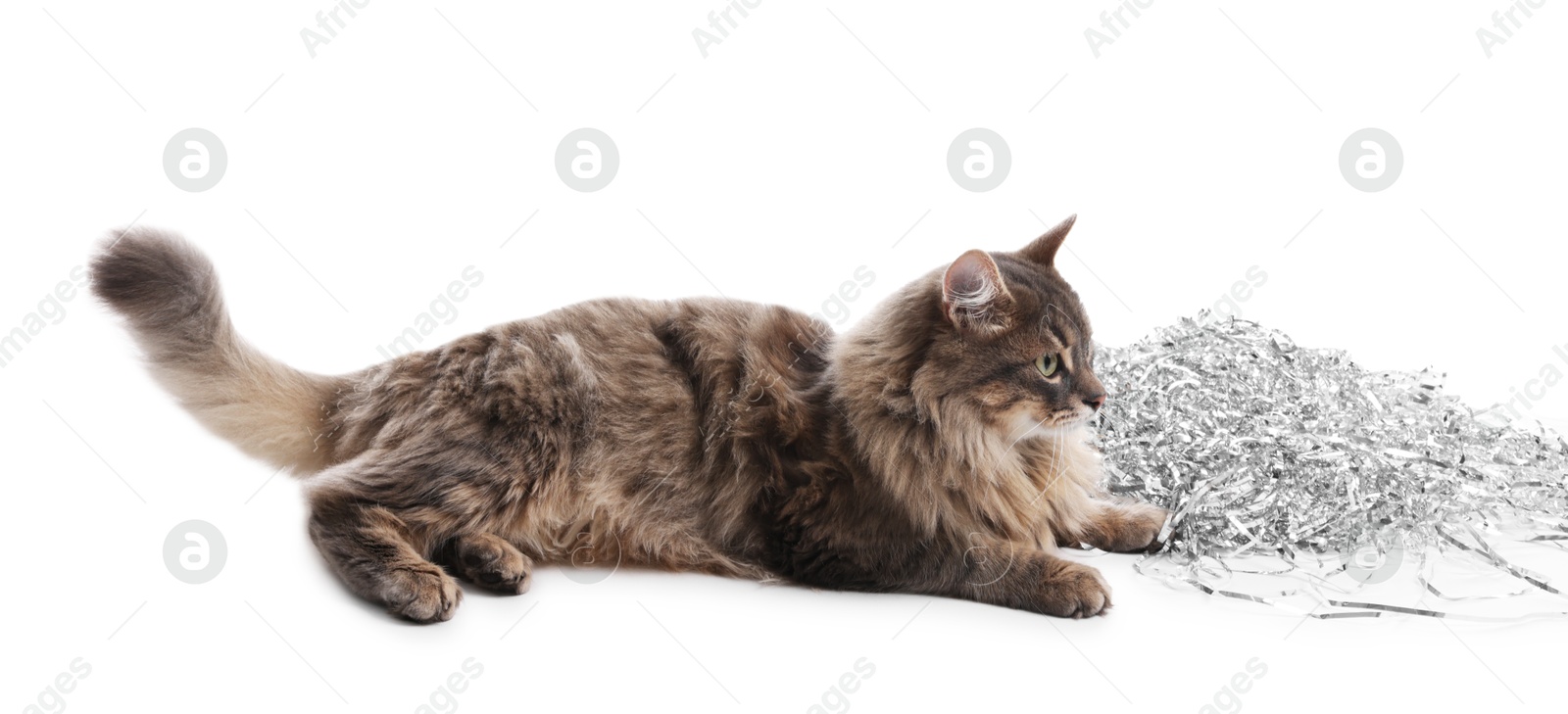 Photo of Cute cat with silver Christmas tinsel isolated on white