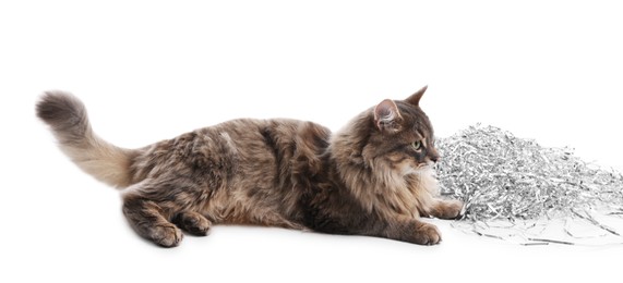 Photo of Cute cat with silver Christmas tinsel isolated on white