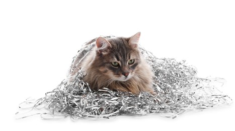 Cute cat with silver Christmas tinsel isolated on white