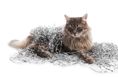 Photo of Cute cat with silver Christmas tinsel isolated on white