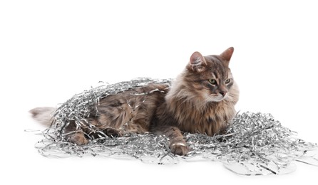 Photo of Cute cat with silver Christmas tinsel isolated on white