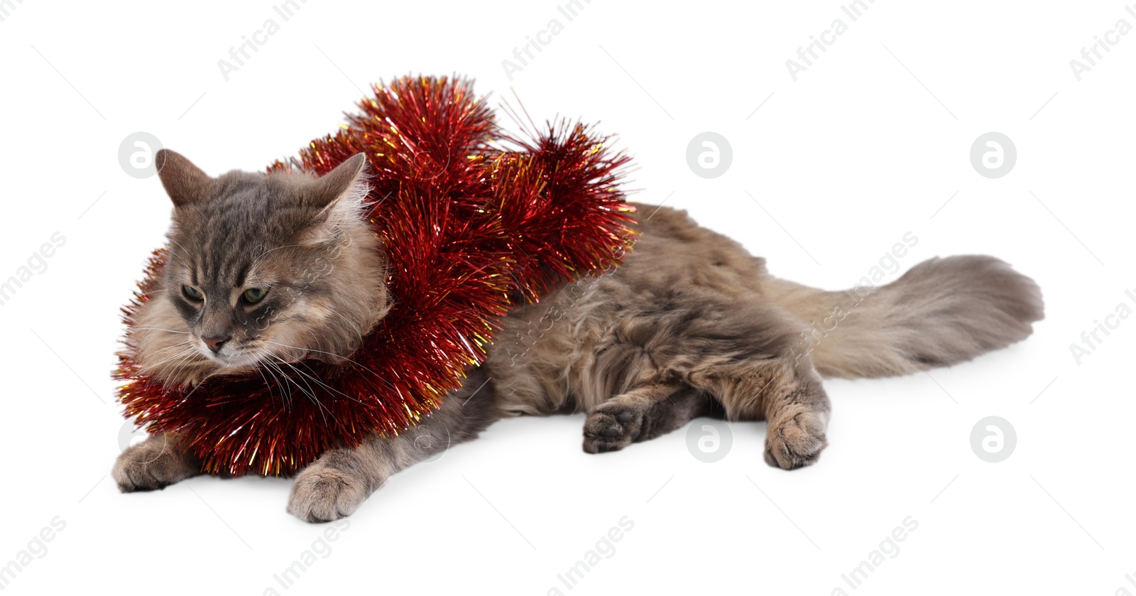 Photo of Cute cat with bright Christmas tinsel isolated on white