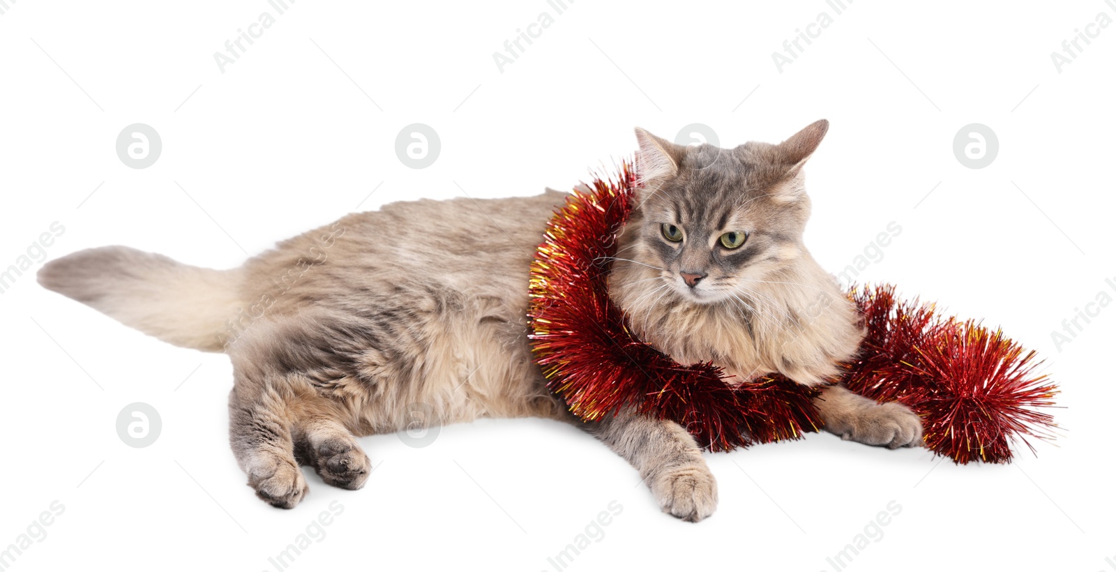 Photo of Cute cat with bright Christmas tinsel isolated on white