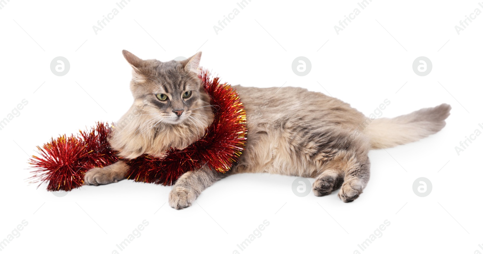 Photo of Cute cat with bright Christmas tinsel isolated on white