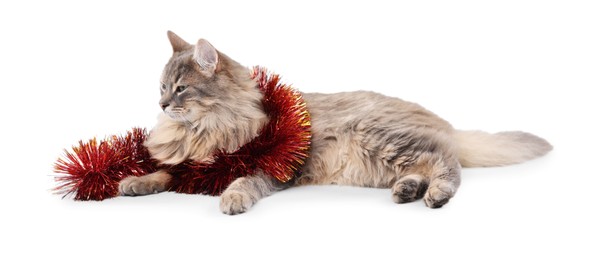 Photo of Cute cat with bright Christmas tinsel isolated on white