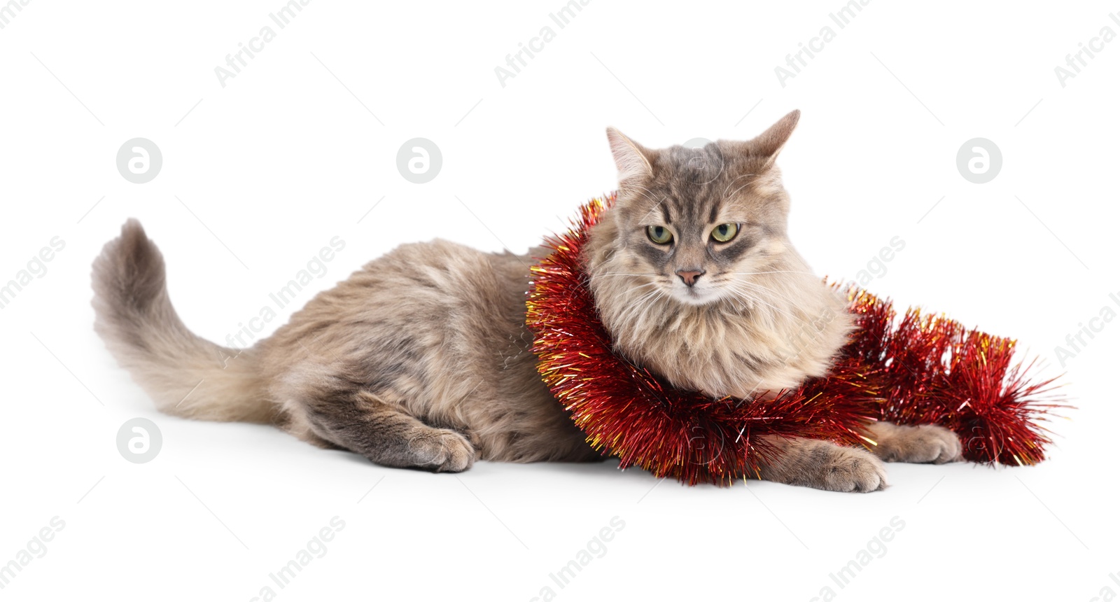 Photo of Cute cat with bright Christmas tinsel isolated on white