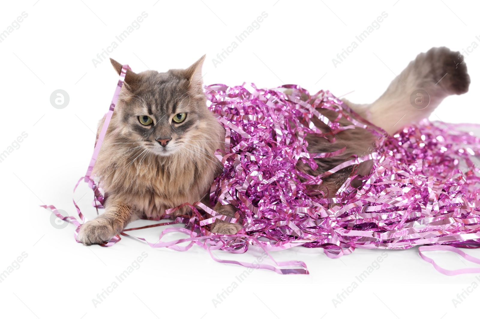 Photo of Cute cat with pink Christmas tinsel isolated on white