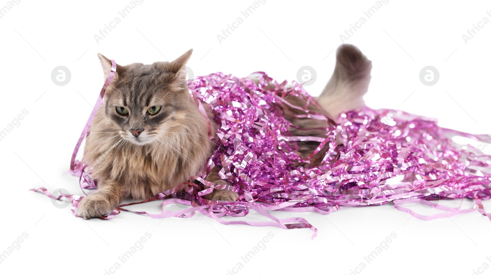 Photo of Cute cat with pink Christmas tinsel isolated on white