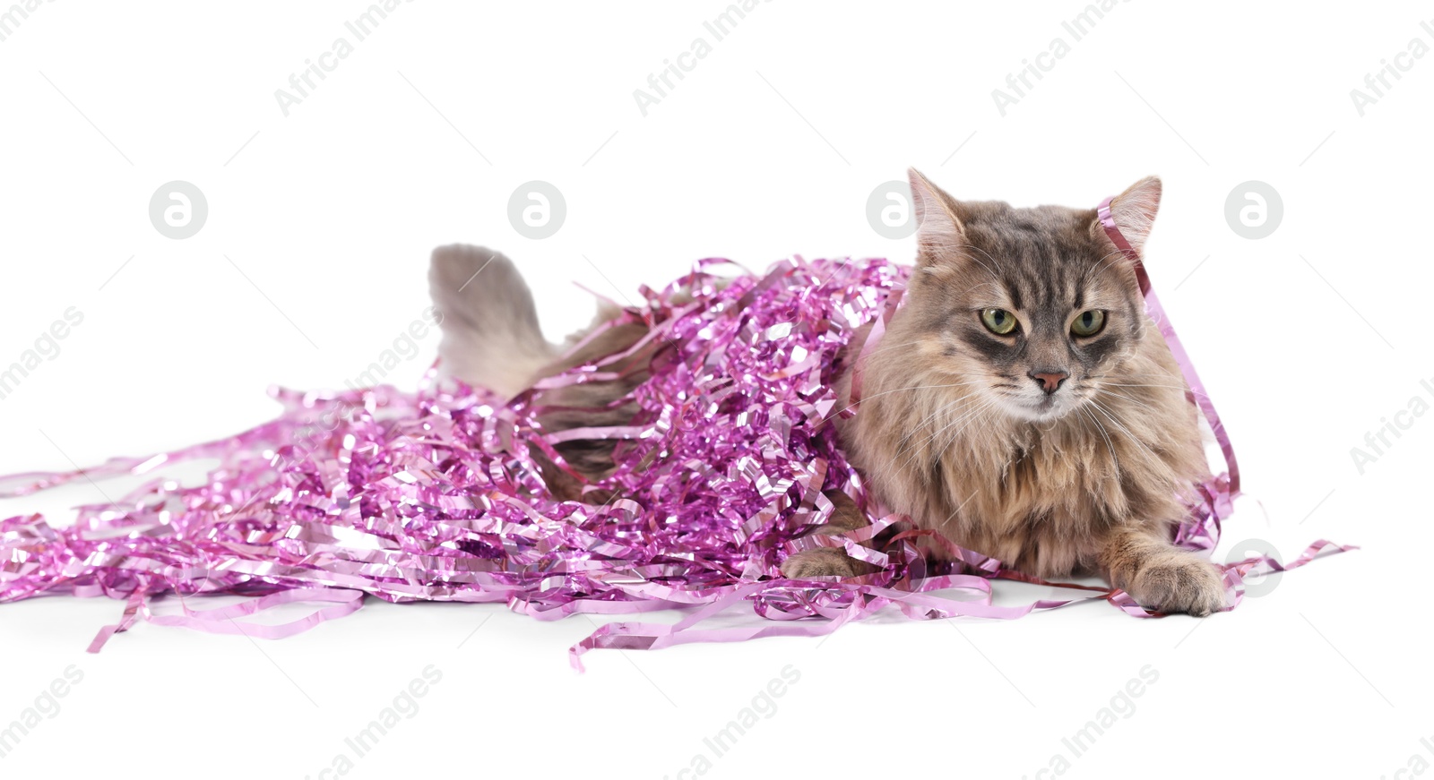 Photo of Cute cat with pink Christmas tinsel isolated on white