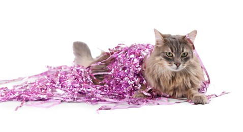 Photo of Cute cat with pink Christmas tinsel isolated on white