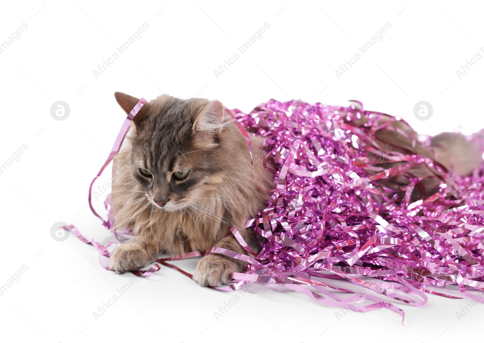 Photo of Cute cat with pink Christmas tinsel isolated on white