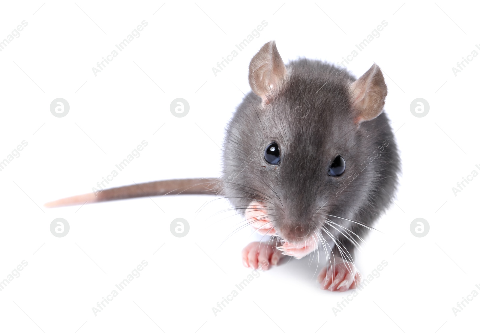 Little rat on white background. Cute pet Photo of Little rat on white background. Cute pet
