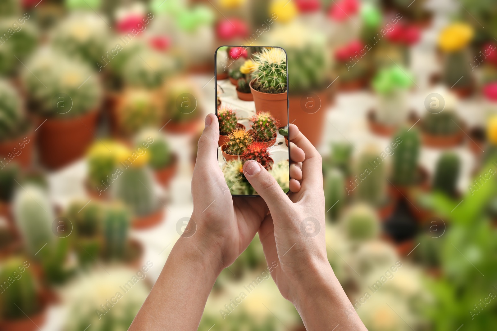 Image of Man taking photo of plant to recognize it using identifier application on mobile phone indoors, closeup