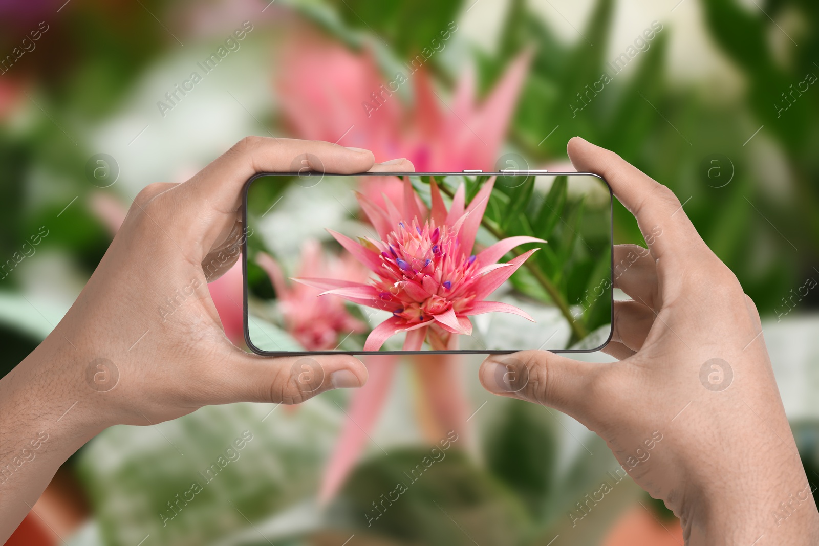 Image of Man taking photo of flower to recognize it using plant identifier application on mobile phone indoors, closeup