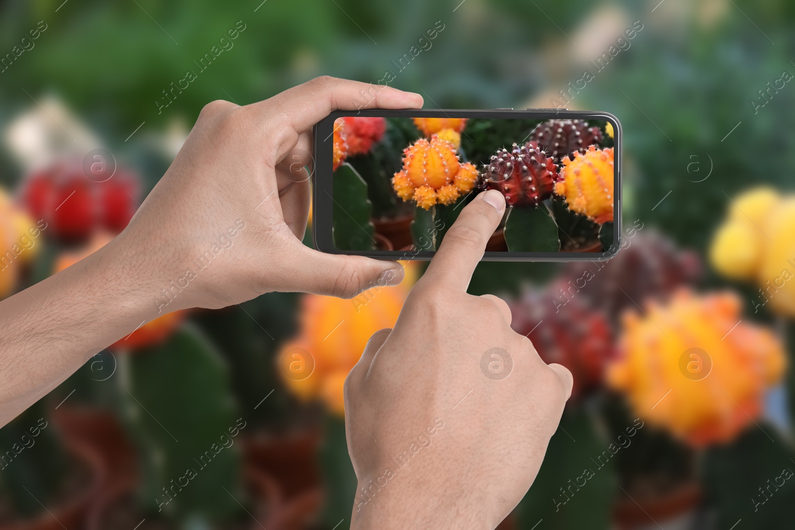 Image of Man taking photo of plant to recognize it using identifier application on mobile phone indoors, closeup