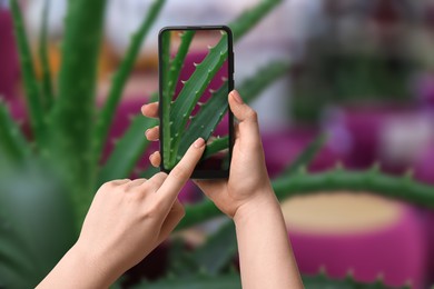 Image of Woman taking photo of plant to recognize it using identifier application on mobile phone indoors, closeup