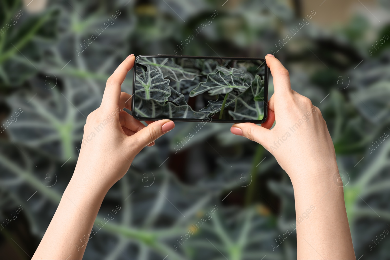 Image of Woman taking photo of plant to recognize it using identifier application on mobile phone indoors, closeup