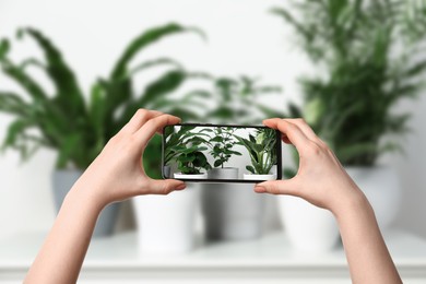 Image of Woman taking photo of plant to recognize it using identifier application on mobile phone indoors, closeup